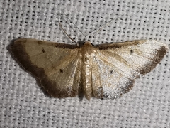 Idaea politaria