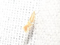 Phyllonorycter celtisella