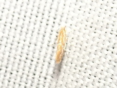 Phyllonorycter celtisella