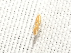 Phyllonorycter celtisella