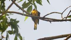 Icterus abeillei