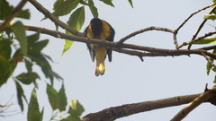 Icterus abeillei