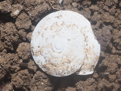 Dyakiidae