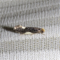 Monopis spilotella