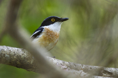 Woodward's Batis photo 2