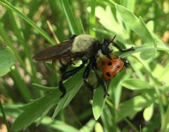 Laphria vorax