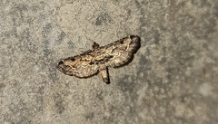 Sufetula