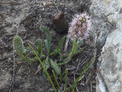 Echiostachys ecklonianus