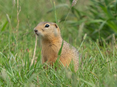 Urocitellus undulatus