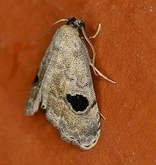 Abablemma duomaculata