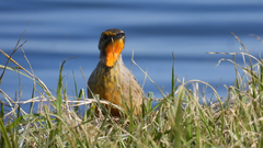 Macronyx capensis capensis