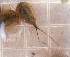 Triops cancriformis
