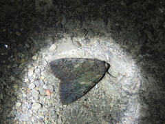 Catocala antinympha