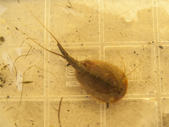 Triops cancriformis