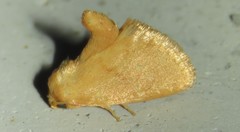 Tortricidia pallida
