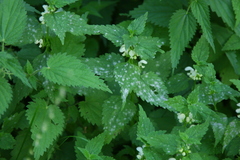 Neoerysiphe galeopsidis