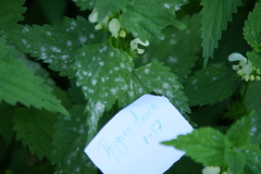 Neoerysiphe galeopsidis