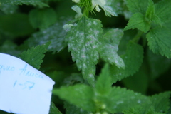 Neoerysiphe galeopsidis