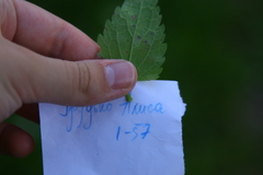 Neoerysiphe galeopsidis