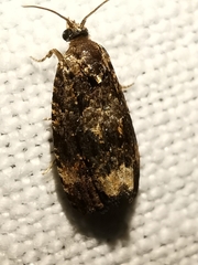 Endothenia