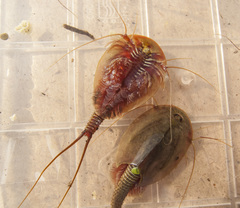 Triops cancriformis