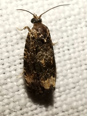 Endothenia