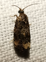 Endothenia