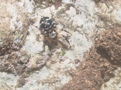 Thorelliola javaensis