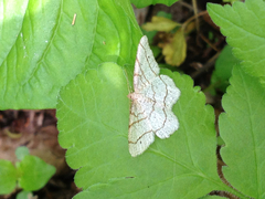 Trigrammia quadrinotaria