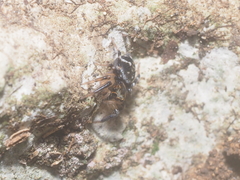 Thorelliola javaensis