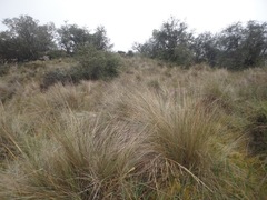 Poa cita