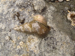 Crepidula adunca