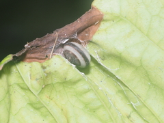 Landouria menorehensis