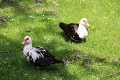 Cairina moschata domestica