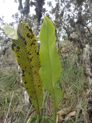 Niphidium crassifolium