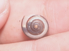 Landouria menorehensis