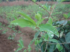 Erythroxylum coca