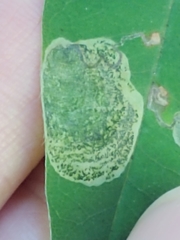 Leucoptera laburnella