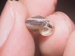 Landouria menorehensis