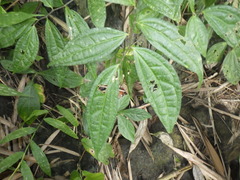Elatostema