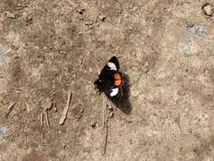 Psychomorpha epimenis