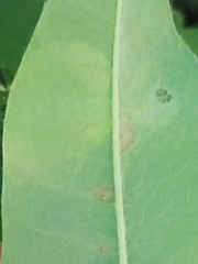 Leucoptera laburnella