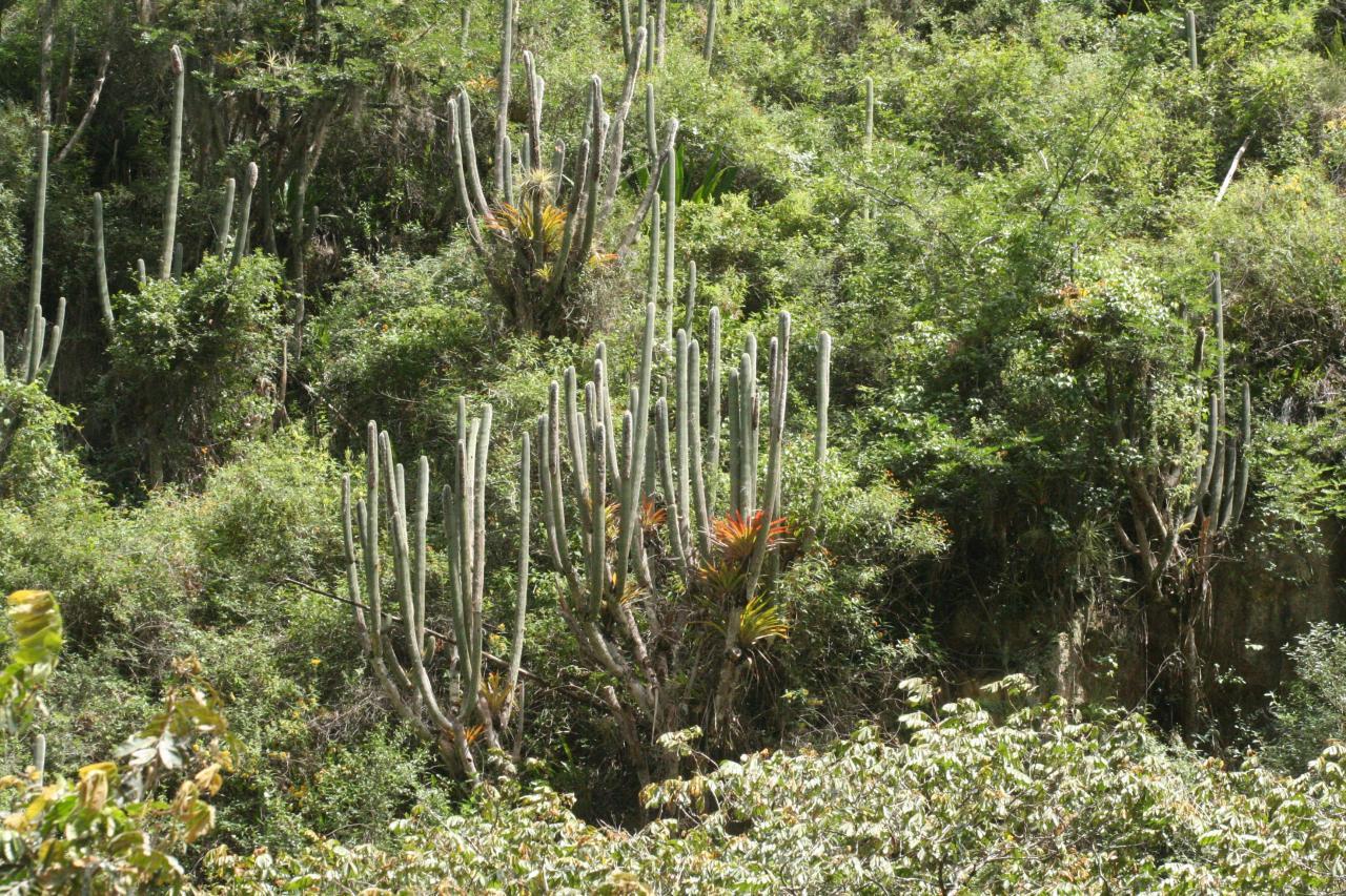 Espostoa utcubambensis
