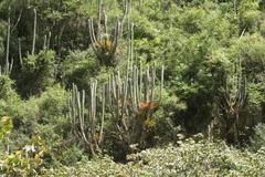 Espostoa utcubambensis