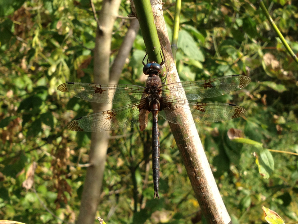 Epitheca princeps (Prince Baskettail) (Dragonflies and Damselflies of ...