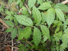 Elatostema