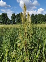 Rumex confertus