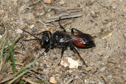 Representative image of Astata boops