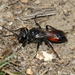 Shieldbug Digger Wasp - Photo (c) Hauke Koch, some rights reserved (CC BY-NC), uploaded by Hauke Koch