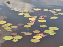 Nymphaea × marliacea